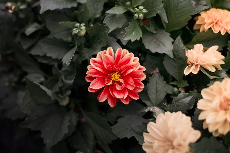 Rote Dahlie zwischen apricotfarbenen Blüten und dunklem Laub