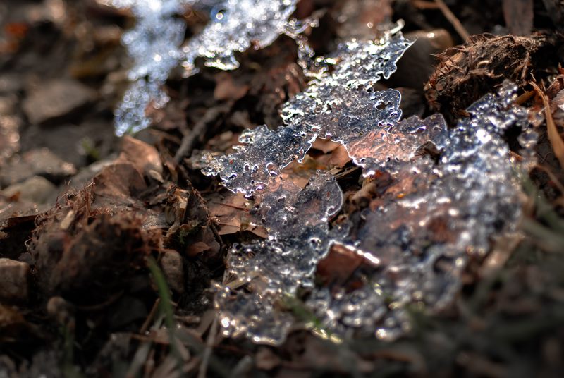 Eiskristalle auf gefrorenem Laub, im Gegenlicht funkelnd