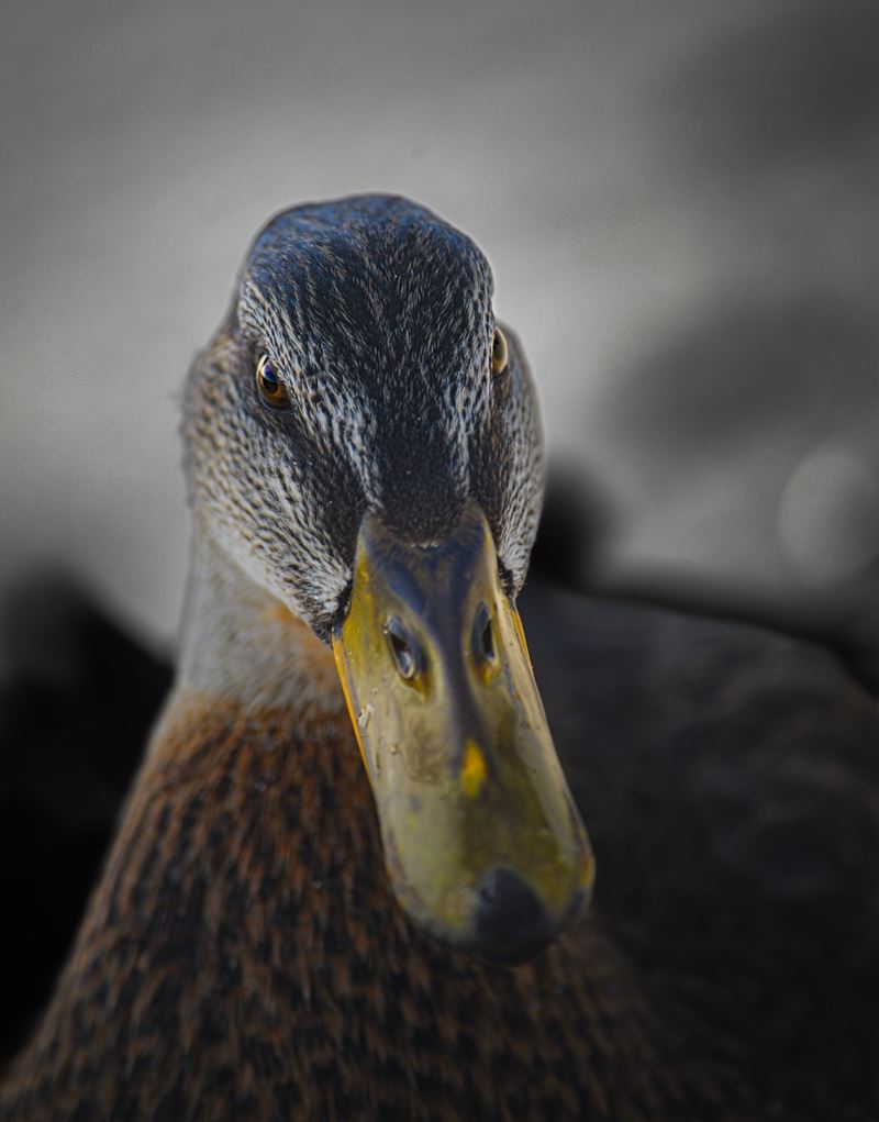 Portrait einer Ente in warmem Licht