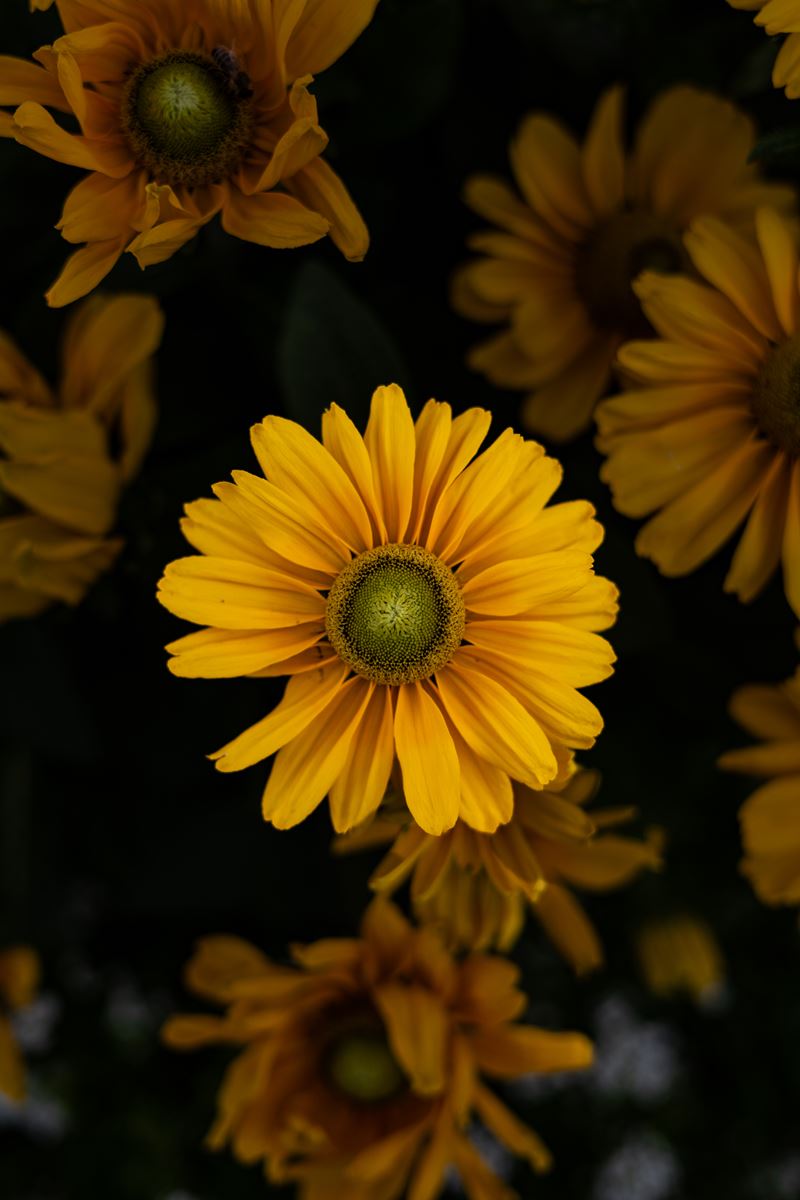 Gelbe Blüten vor dunklem Hintergrund, eine davon scharf in der Bildmitte