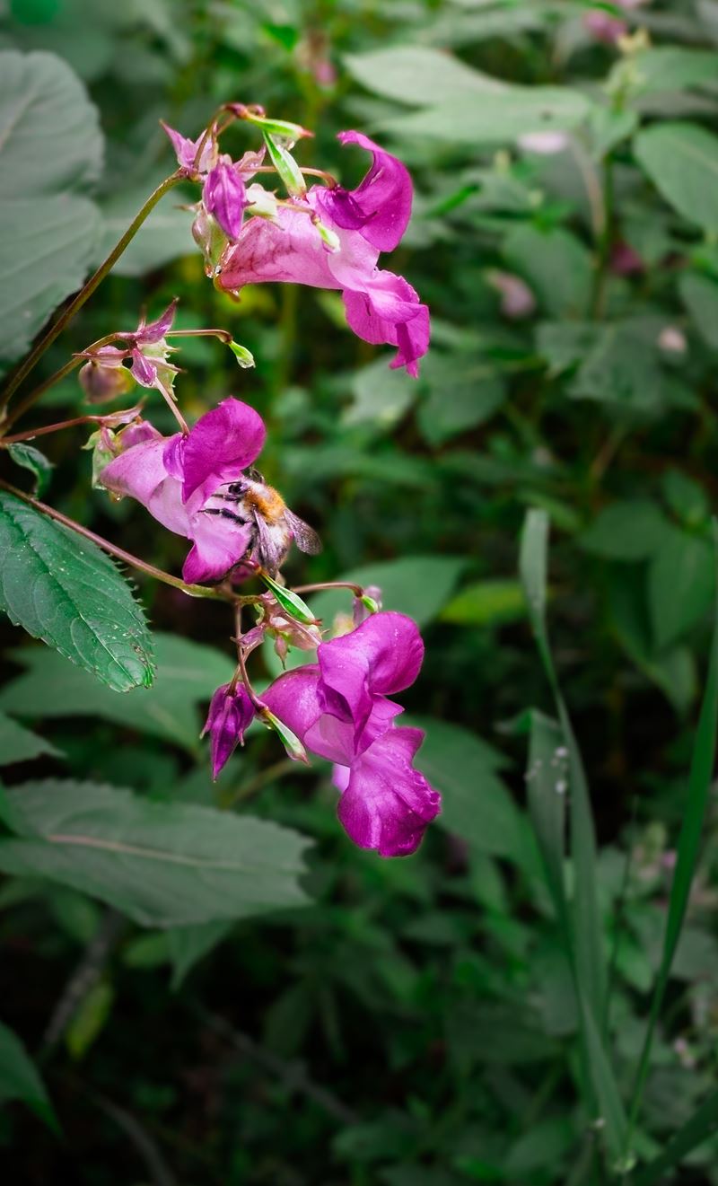 Hummel an einer pinken Springkraut-Blüte