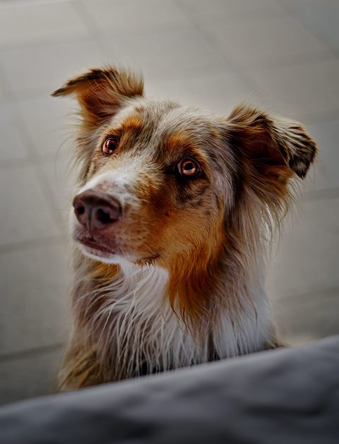Australian Shepherd in Red Merle blickt mit bernsteinfarbenen Augen zur Seite