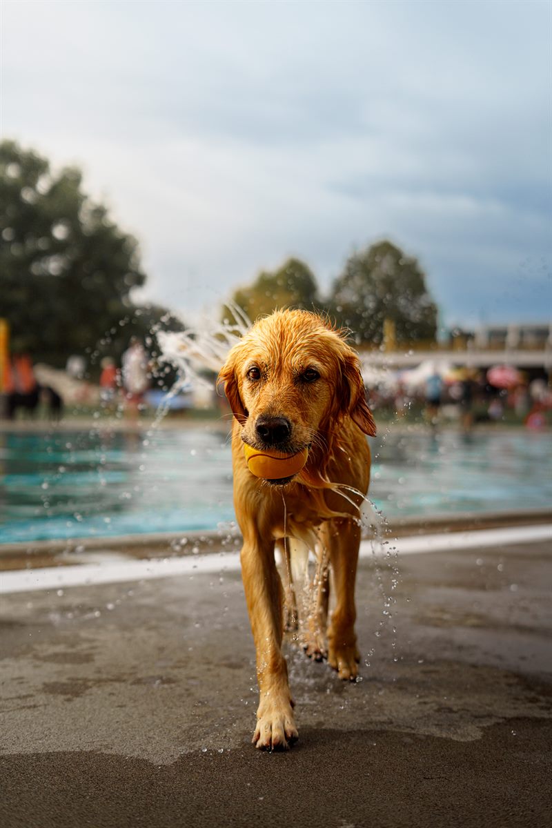 Nasser Hund mit hellem Fell läuft mit einem Ball im Maul durch ein Freibad, Wasser spritzt