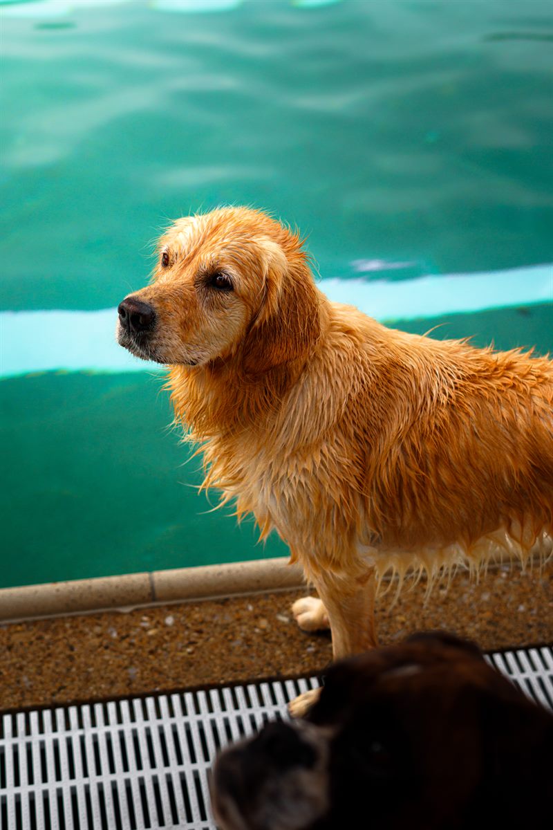 Nasser Hund mit hellem Fell am Rand eines türkisfarbenen Schwimmbeckens
