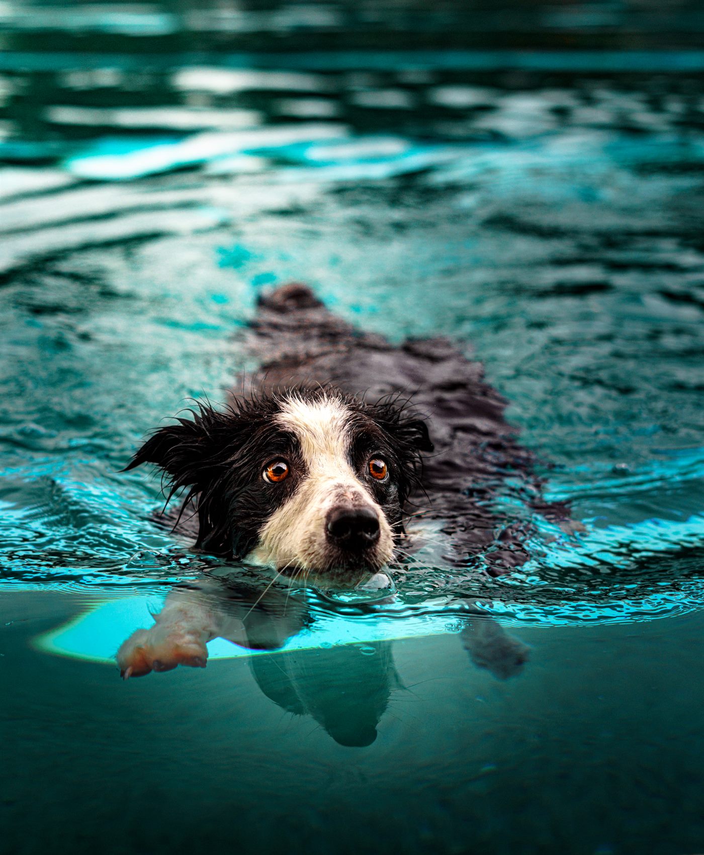 Schwarz-weisser Hund schwimmt im türkisfarbenen Wasser direkt auf die Kamera zu