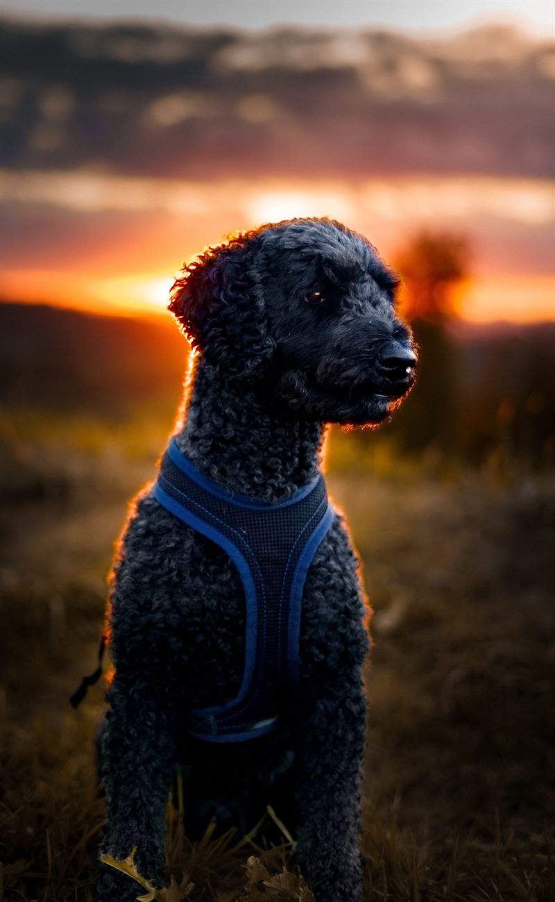 Schwarzer Hund mit lockigem Fell im Gegenlicht eines Sonnenuntergangs