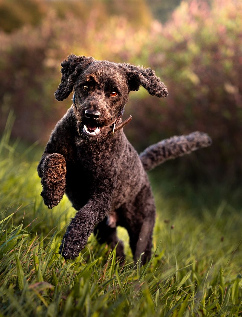 Dunkelbrauner Hund mit lockigem Fell rennt mit offenem Maul durch hohes Gras