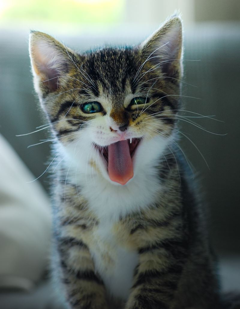 Junge Katze mit gestreiftem Fell, das Maul weit geöffnet