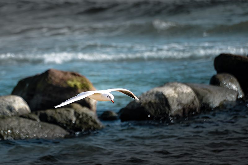 Möwe im Gleitflug dicht über Wasser und Uferfelsen