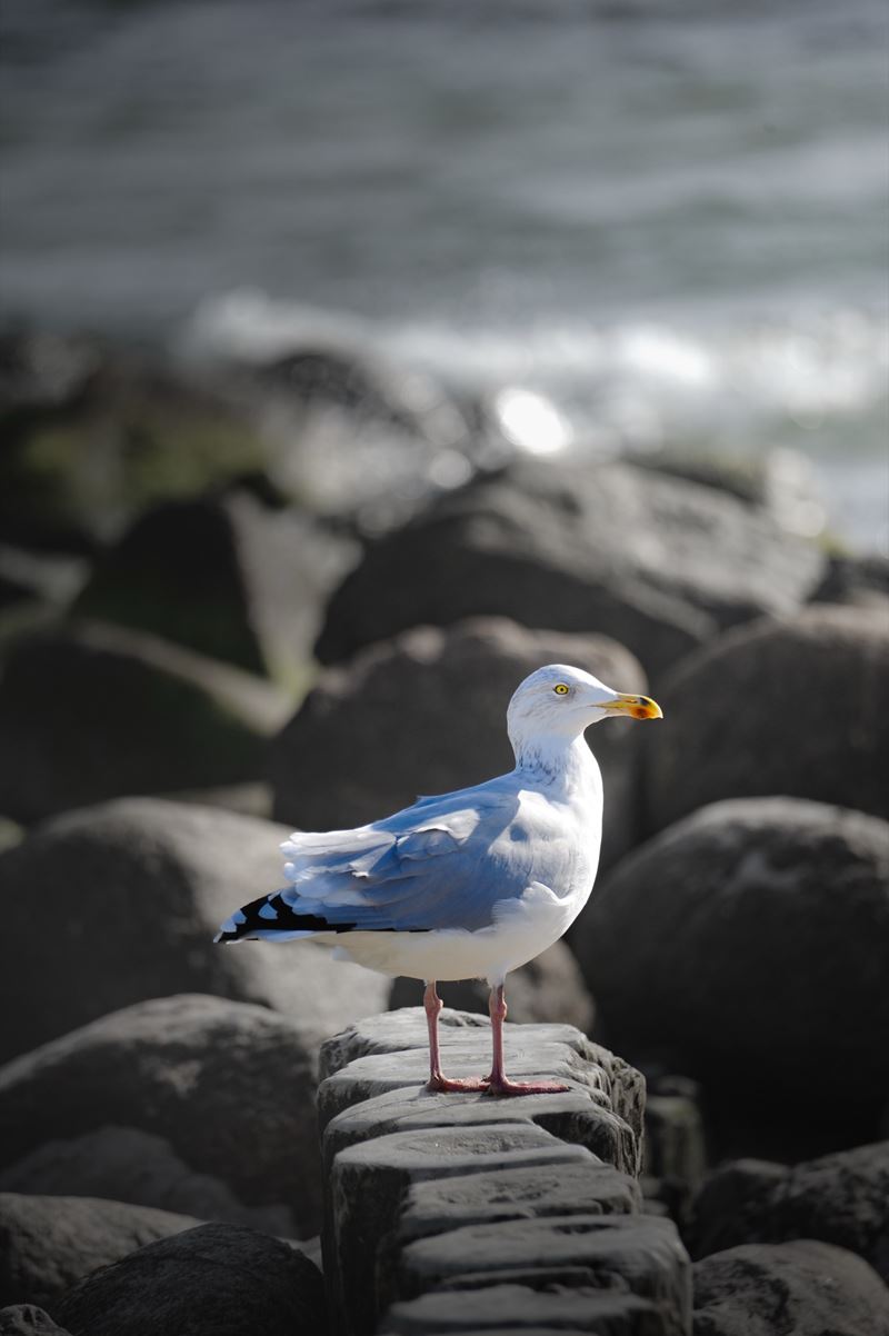 Möwe auf einer Steinbuhne am Meer