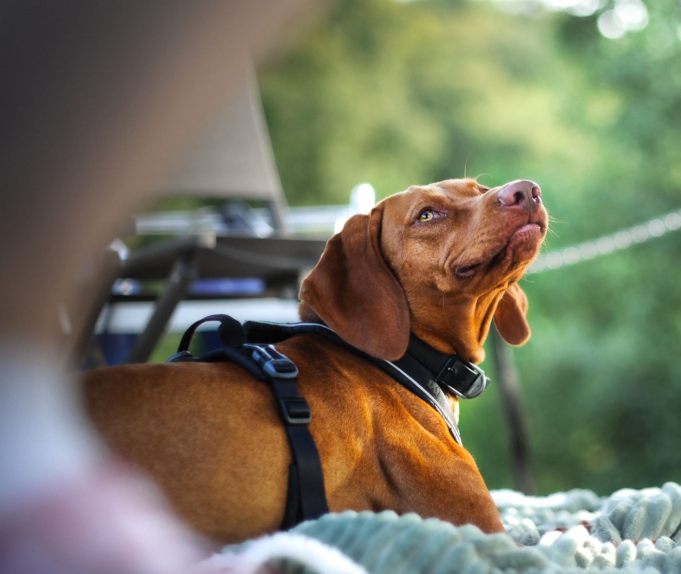 Vizsla im Freien, der Blick geht aufmerksam nach oben