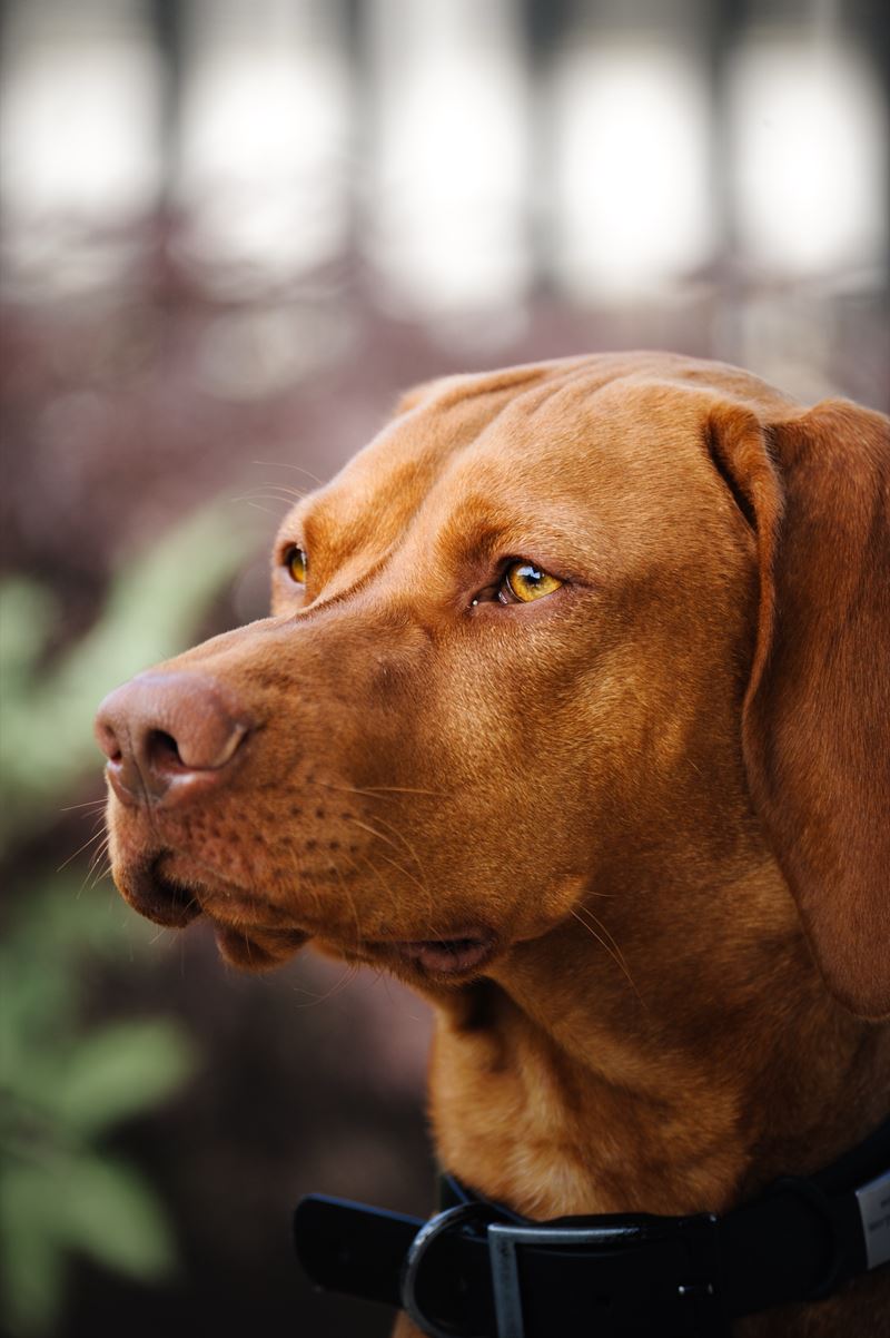 Nahportrait eines Vizsla im warmen Licht