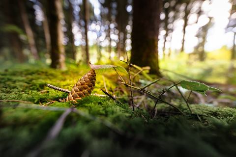 Tannenzapfen auf Moos im Wald, dahinter Gegenlicht zwischen den Stämmen